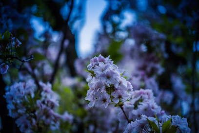 Kirschblüte Bonn | Cherry Blossom Bonn Apotheke